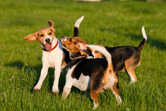 比格犬