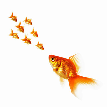 金魚
