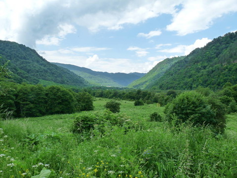 高加索山脈的高山草甸