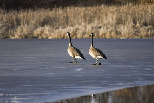 加拿大鵝穿越Frozen Pond