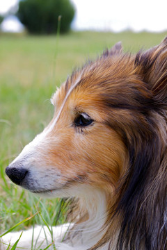 喜樂蒂牧羊犬的畫像