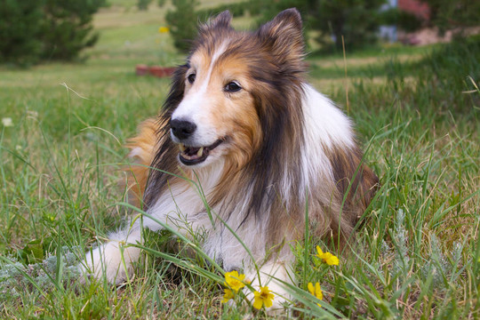 喜樂蒂牧羊犬（喜樂蒂）