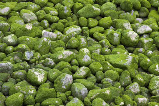 Green Moss覆蓋的巖石