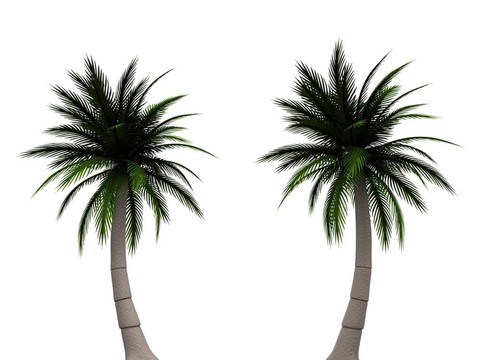 棕櫚樹