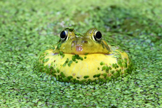 池塘中的綠蛙