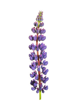 Lupin是在一個(gè)白色的背景。