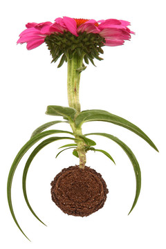 粉色的松果菊