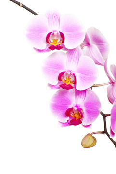蘭花