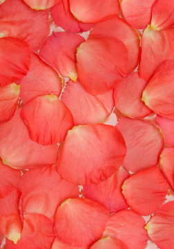 玫瑰花瓣