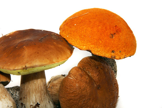 牛肝菌（Boletus edulis）又名牛肝菌或一包白色隔離