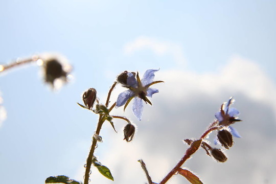 Borage flowers（starflower）