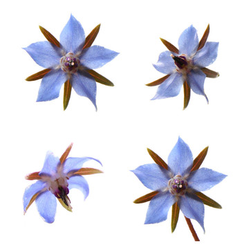 Borage flowers（starflower）