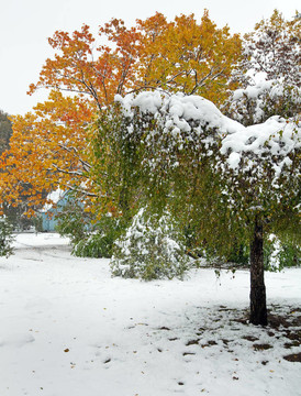 公園和初雪
