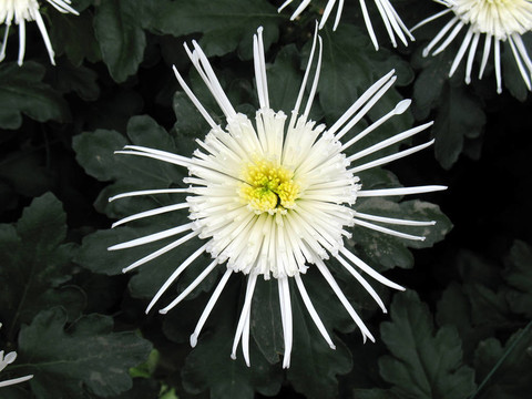 菊花
