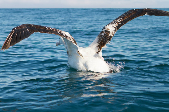 King Albatross起飛