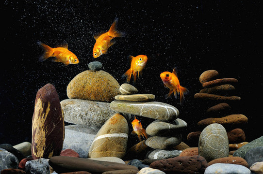 水族館里的金魚