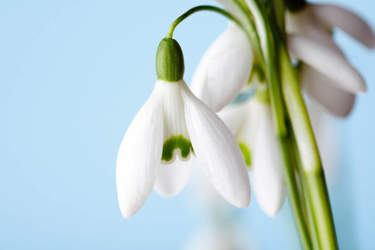 雪蓮花