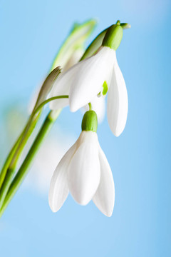 雪蓮花