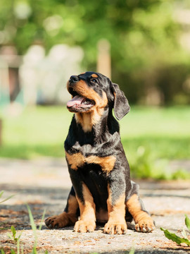 羅威納幼犬