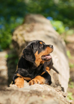 羅威納幼犬在跑道