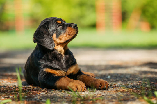 羅威納幼犬在操場上