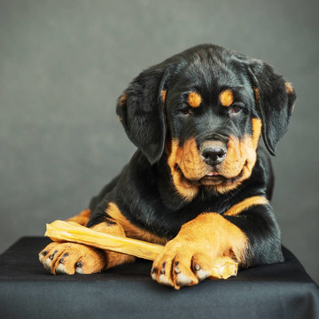 羅威納幼犬在黑色背景上
