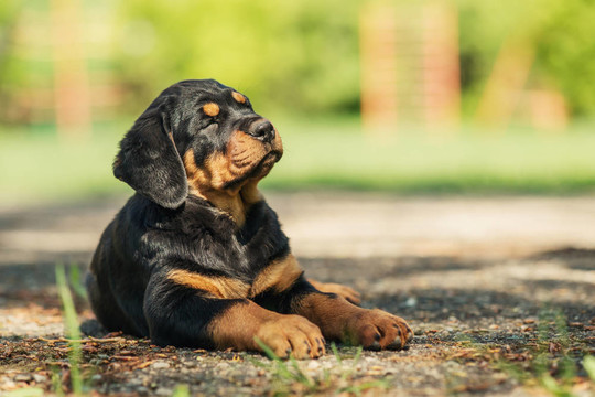 羅威納幼犬在操場(chǎng)上