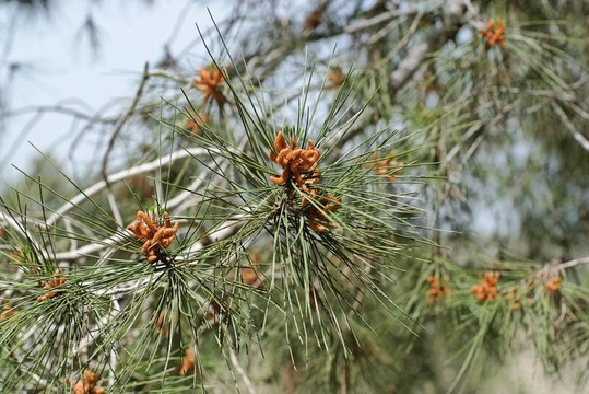 雄球花（球果）Mediterranean松樹針葉之間；淺景深