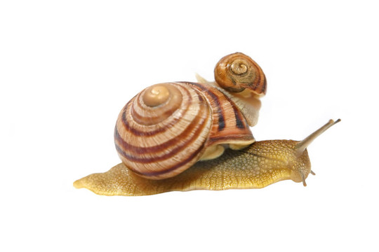 兩snails.isolated。