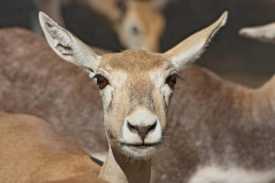 動物園里的滑稽鹿