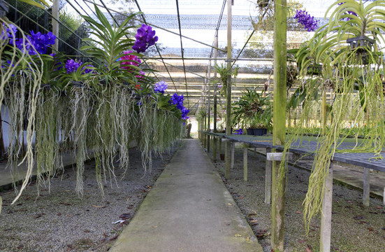 蘭花園