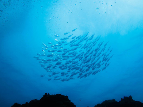 礁上銀魚