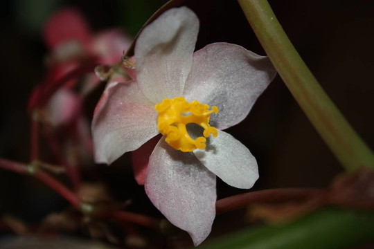 petalas布朗卡