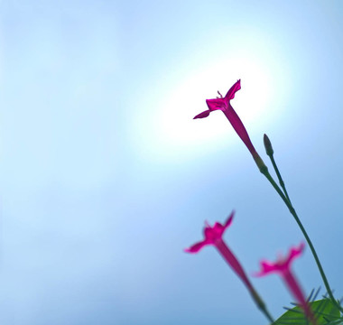 蔦蘿