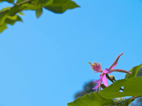薰衣草花之星