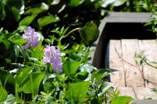 風(fēng)信子花和獨(dú)木舟