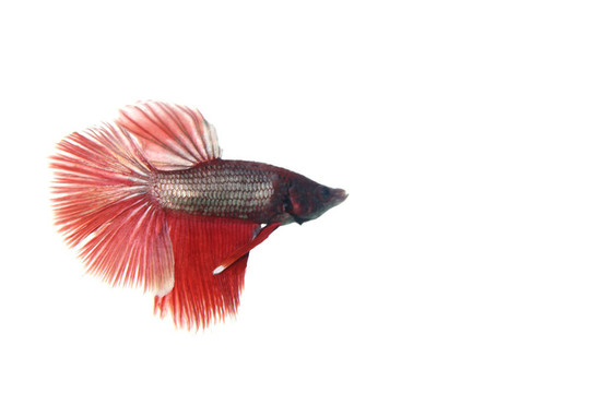 泰國斗魚