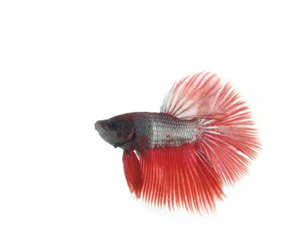 紅斗魚魚