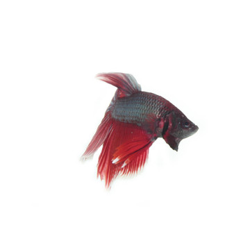 小丑魚的白