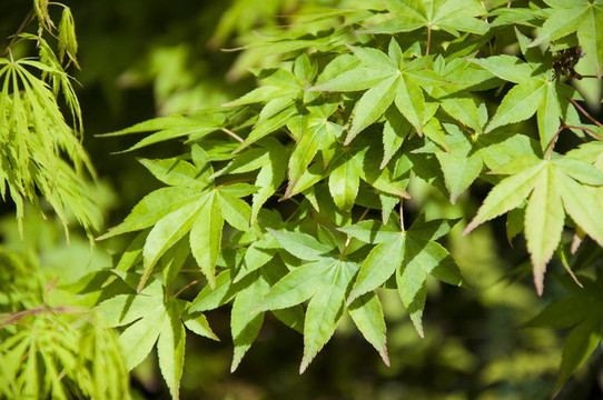美麗的楓葉