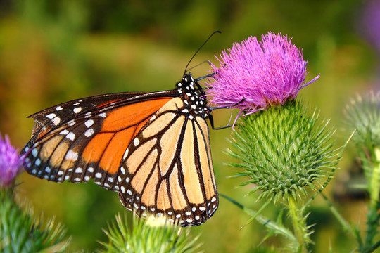 帝王蝶（Danaus plexippus）
