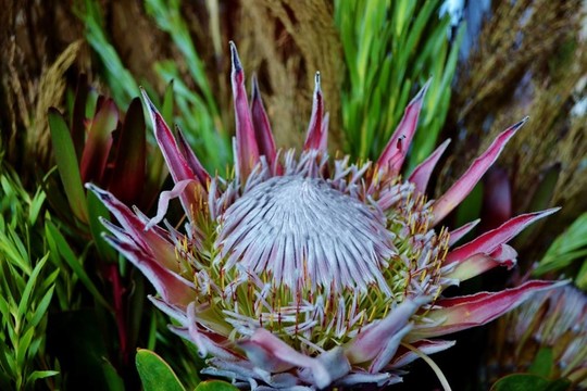 山龍眼花