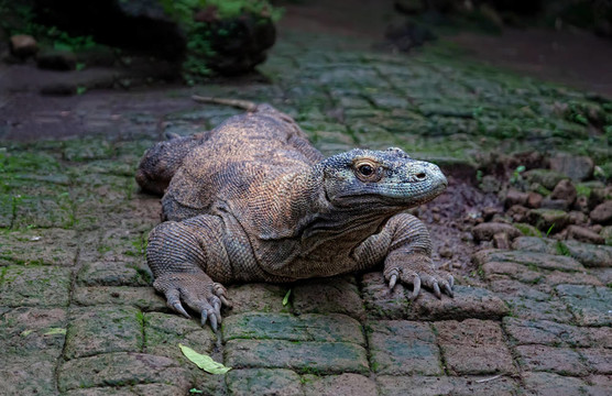 科莫多龍；Varanus komodoensis；是生活在世界上最大的蜥蜴；印度尼西亞