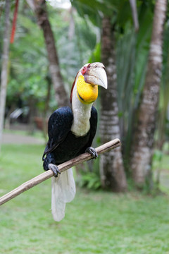Rhinoceros Hornbill坐在一個分支
