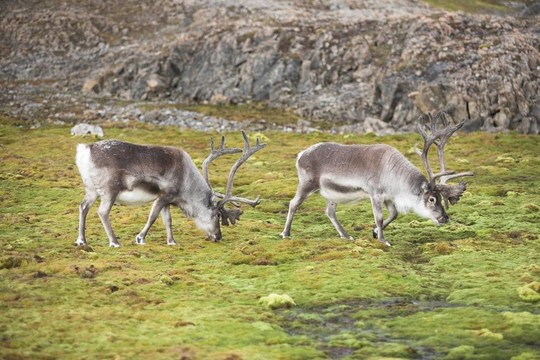 野生馴鹿在北極苔原