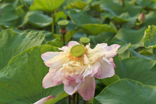 蓮花綻放