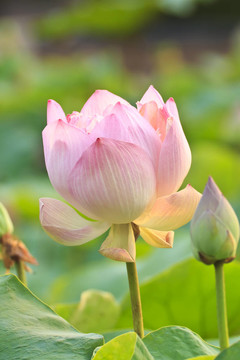 蓮花綻放