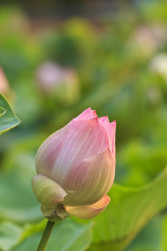 蓮花綻放