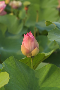 蓮花綻放