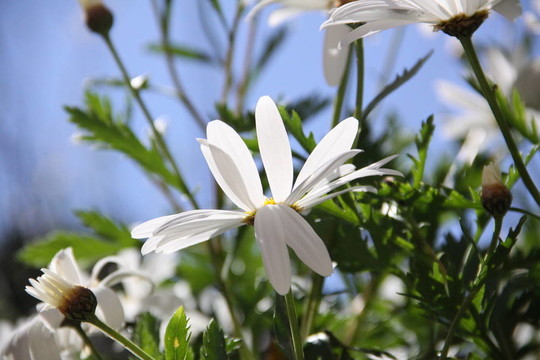 洋甘菊；花
